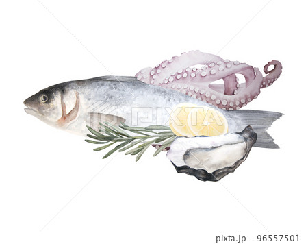 Watercolor illustration of raw fish sea bass, octopus and oyster isolated on white background Watercolor illustration of raw fish sea bass, octopus and oyster isolated on white background 96557501