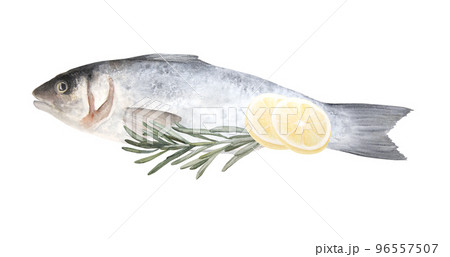 Watercolor illustration of raw fish sea bass isolated on white background 96557507