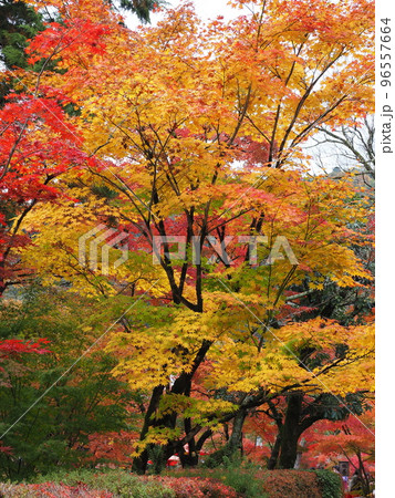 京都　永観堂の紅葉 96557664