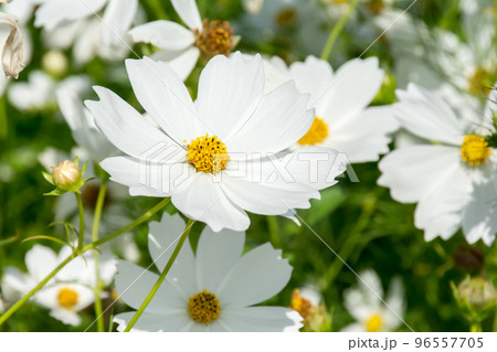 花 フラワー お花 96557705
