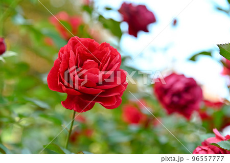 薔薇の花 薔薇の花 96557777