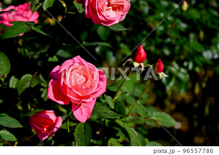 薔薇の花 薔薇の花 96557786