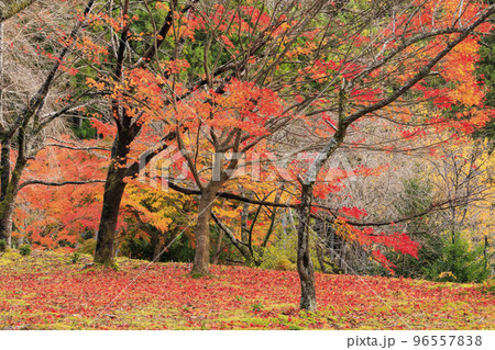 紅葉見頃な天開山泰運寺 96557838