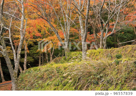 紅葉見頃な天開山泰運寺 紅葉見頃な天開山泰運寺 96557839