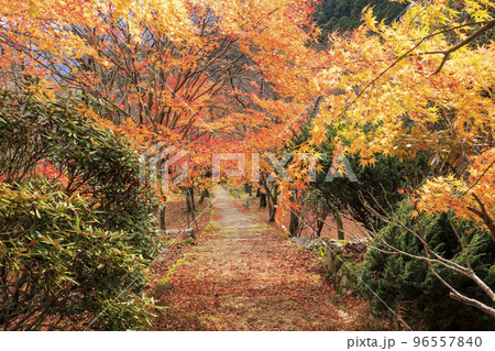 紅葉見頃な天開山泰運寺 96557840