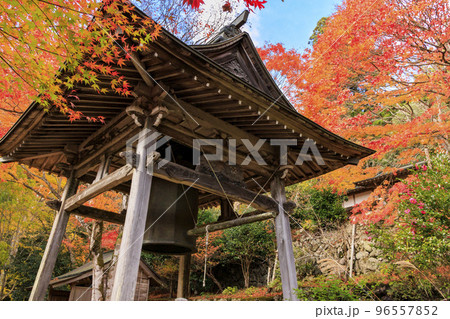 紅葉見頃な天開山泰運寺 96557852
