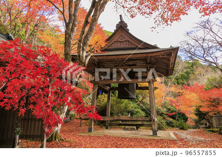 紅葉見頃な天開山泰運寺 96557855
