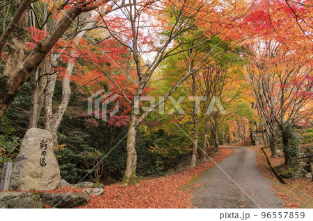 紅葉見頃な天開山泰運寺 96557859
