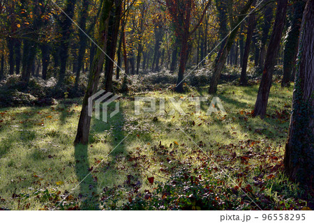 Sunbeams in the undergrowth Sunbeams in the undergrowth 96558295