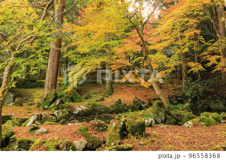 紅葉見頃な北畠神社と北畠氏館跡庭園 紅葉見頃な北畠神社と北畠氏館跡庭園 96558368