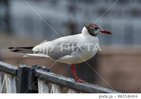 Close-up of a seagull perched on a metal fence Close-up of a seagull perched on a metal fence 96558404
