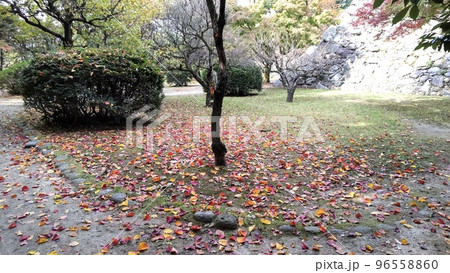 散歩道に赤や黄色のカラフルな落ち葉がきれい 96558860