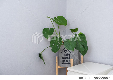 Monstera deliciosa or Swiss cheese plant in a gray 96559007
