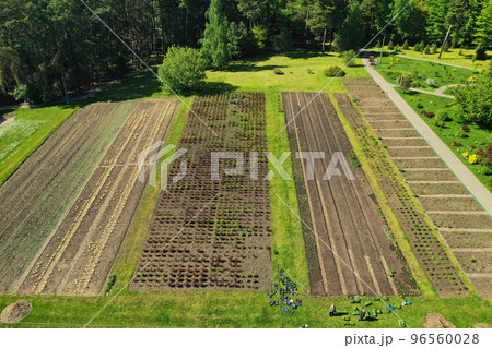 Top view of the spring Minsk Botanical Garden. Belarus 96560028