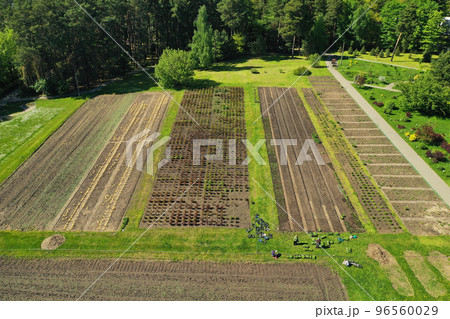 Top view of the spring Minsk Botanical Garden. Belarus 96560029