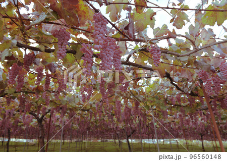 北杜市白州町、タワワニ実った醸造用甲州ブドウ 北杜市白州町、タワワニ実った醸造用甲州ブドウ 96560148