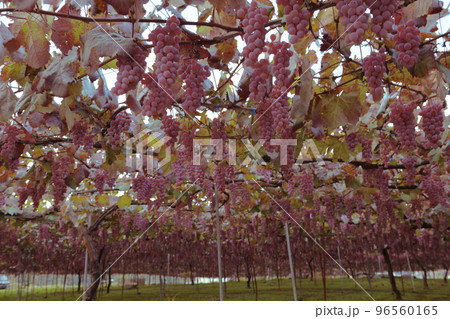 北杜市白州町、タワワニ実った醸造用甲州ブドウ 96560165