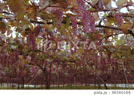 北杜市白州町、タワワニ実った醸造用甲州ブドウ 96560168