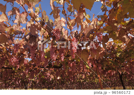 北杜市白州町、タワワニ実った醸造用甲州ブドウ 96560172