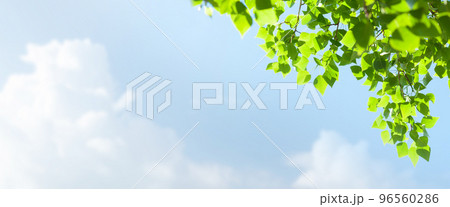 Tree branch with leaves in front of blue sunny sky Tree branch with leaves in front of blue sunny sky 96560286