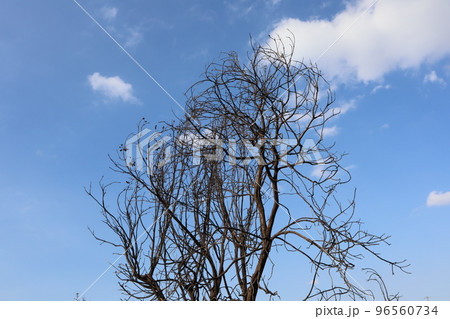 Branches of a burnt tree intermingle with each other against a background of clouds in a blue sky to top Branches of a burnt tree intermingle with each other against a background of clouds in a blue sky to top 96560734