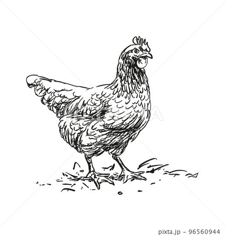 hen - farm animal, hand drawn illustration hen - farm animal, hand drawn illustration 96560944