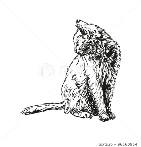 cat - animal, hand drawn illustration 96560954