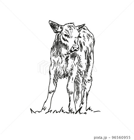 calf - farm animal, hand drawn illustration 96560955