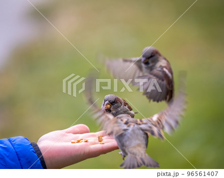 The boy feeds the birds with seeds from his hand. Sparrow eats seeds from the boy's hand The boy feeds the birds with seeds from his hand. Sparrow eats seeds from the boy's hand 96561407