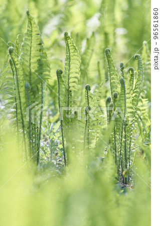 こごみ（山菜） 96561860