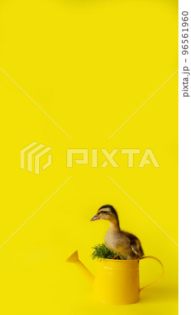 banner one small yellow variegated duckling in metal watering can with grass on yellow background, selective focus, vertical, 16:9 banner one small yellow variegated duckling in metal watering can with grass on yellow background, selective focus, vertical, 16:9 96561960