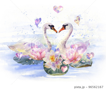Watercolor illustration water lilies and white swansolated on blue water background wish soap bubbles in the form of hearts, valentine's day. 96562167