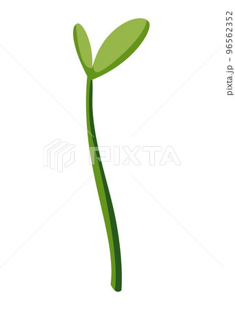 Sunflower growth stage, small sprout. Agriculture plant development. Harvest animation progression phase 96562352