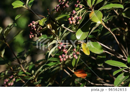 2022年10月・シャリンバイの実 96562653