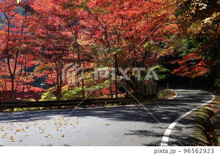 滑床渓谷 照紅葉 (愛媛県) 滑床渓谷 照紅葉 (愛媛県) 96562923