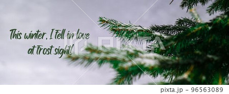 This winter, I fell in love at frost sight Inspiration joke quote phrase Coniferous branches covered with hoarfrost. Pine fir tree Banner This winter, I fell in love at frost sight Inspiration joke quote phrase Coniferous branches covered with hoarfrost. Pine fir tree Banner 96563089