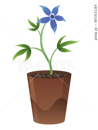 Flower growth stage in brown pot on white background. Vector illustration phase blooming of small flower 96563184