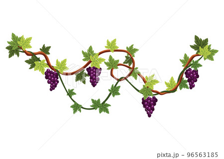 Grape bunch. Cluster of berries and leaves. Grape vine, decorative climbing plant. Fruit, growing healthy food isolated on white background 96563185