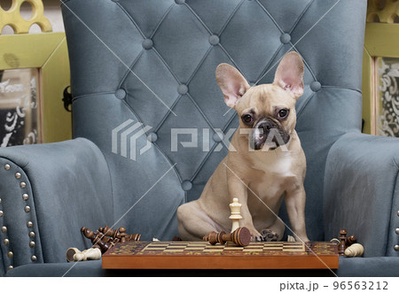 A French Bulldog breed dog sits in front of a chessboard where one chess piece stands and looks attentively into the camera. Photo of the winning chess dog. A French Bulldog breed dog sits in front of a chessboard where one chess piece stands and looks attentively into the camera. Photo of the winning chess dog. 96563212