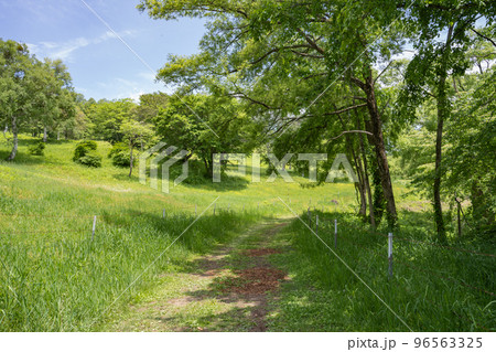 夏の影を演出する笹ヶ峰高原、遊歩道の木々 96563325