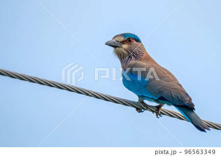 Close-up of Indian Roller or Coracias benghalensis 96563349