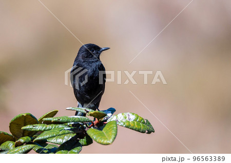 Pied bush chat or Saxicola caprata pearches on rhododendron 96563389