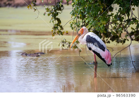 Painted Stork or Mycteria leucocephala in the wild 96563390