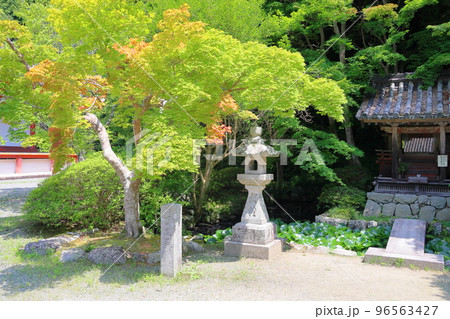 色づくカエデの葉 弁天堂 色づくカエデの葉 弁天堂 96563427