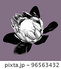 Protea. graphic Proteus. A flower is realistic on a onk. graphic illustration 96563432