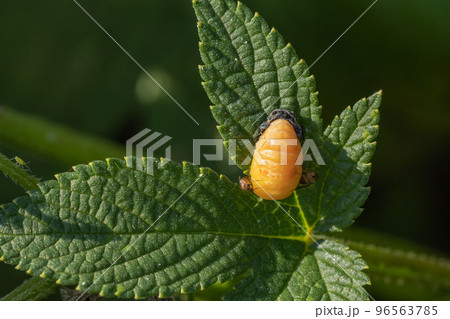 てんとう虫前蛹に卵を産み付けるノミバエ(寄生バエ)の一種 てんとう虫前蛹に卵を産み付けるノミバエ(寄生バエ)の一種 96563785