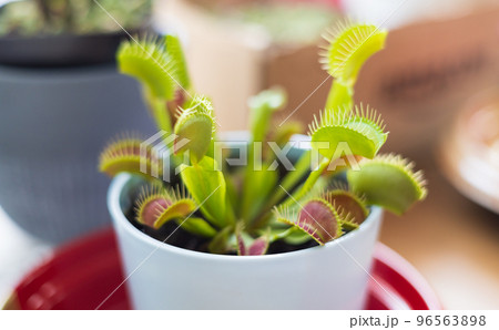 食虫植物 ハエトリソウ 食虫植物 ハエトリソウ 96563898