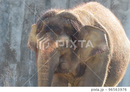 【広島県】福山市立動物園の人気者ボルネオゾウのふくちゃん 96563976
