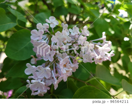 ライラック ライラック 96564211