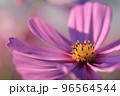 満開のコスモス畑で咲くピンク色のコスモス 96564544